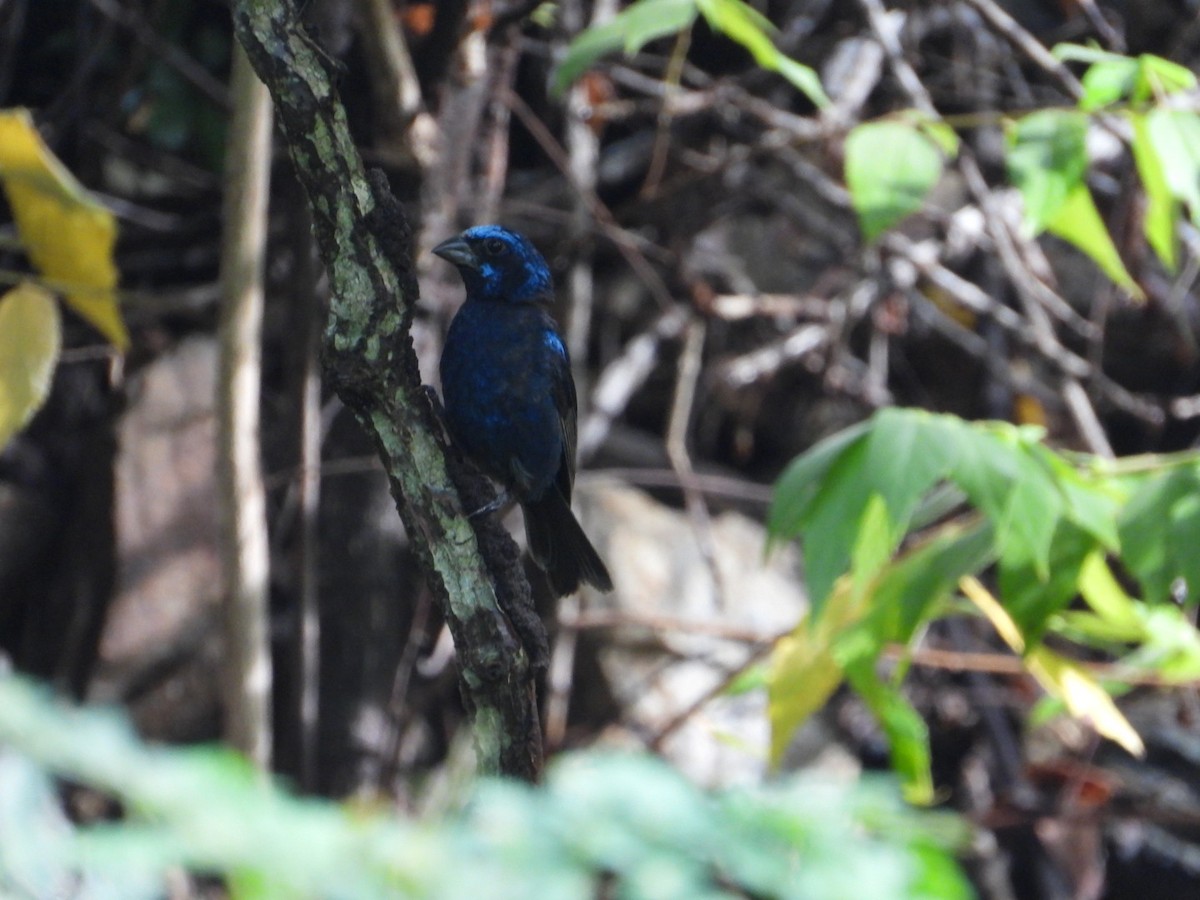 Blue Bunting - ML642193245