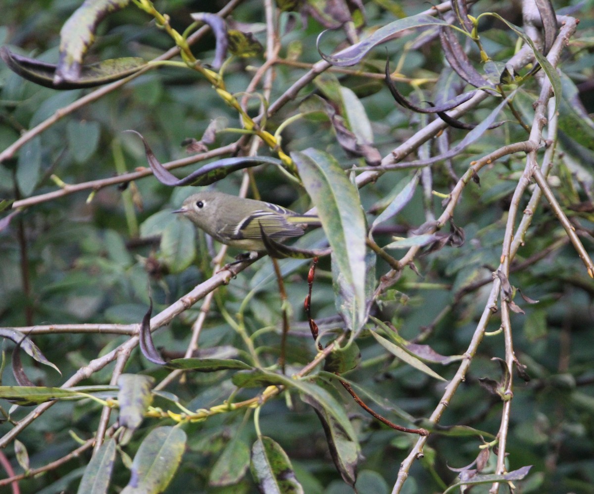 Ruby-crowned Kinglet - ML642193250
