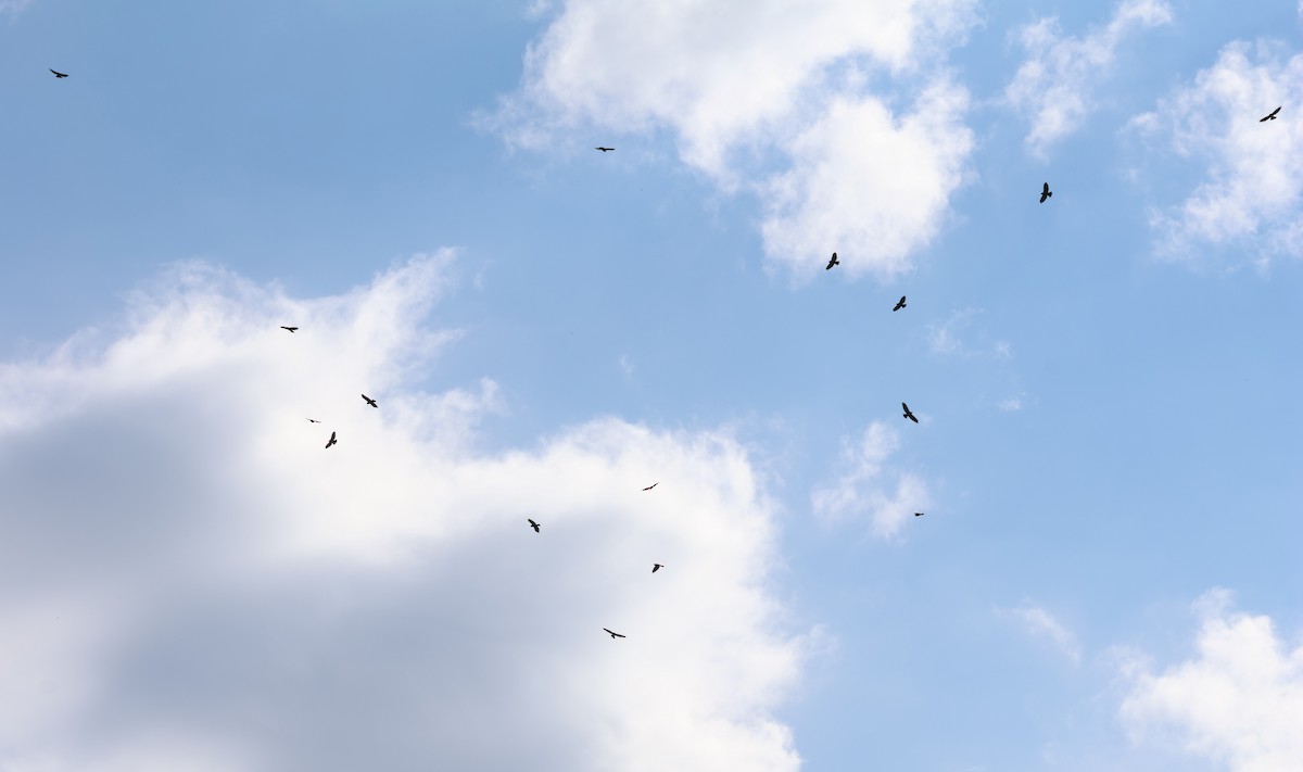 Broad-winged Hawk - ML642193252
