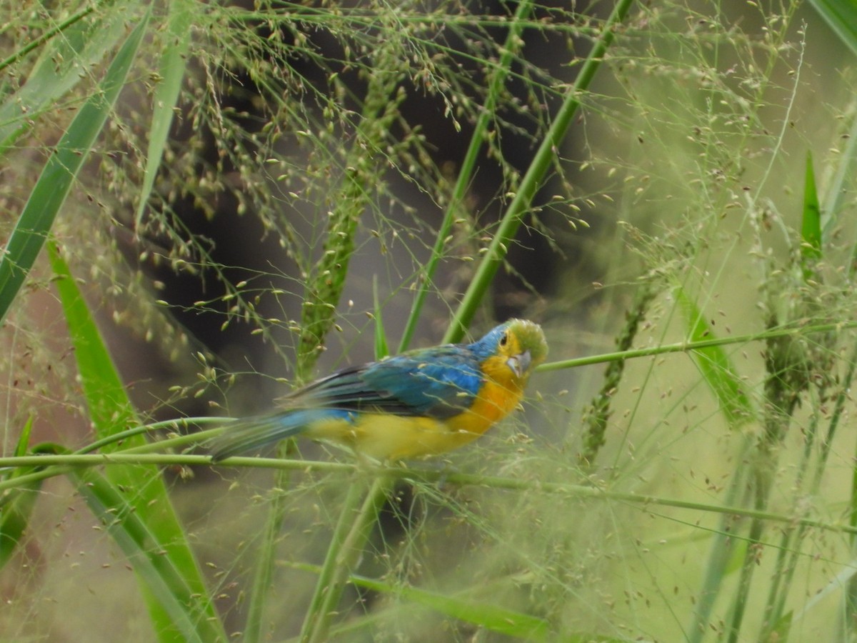 Orange-breasted Bunting - ML642193254