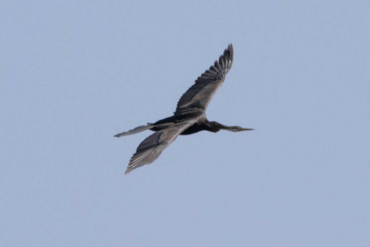 Australasian Darter - ML642193260