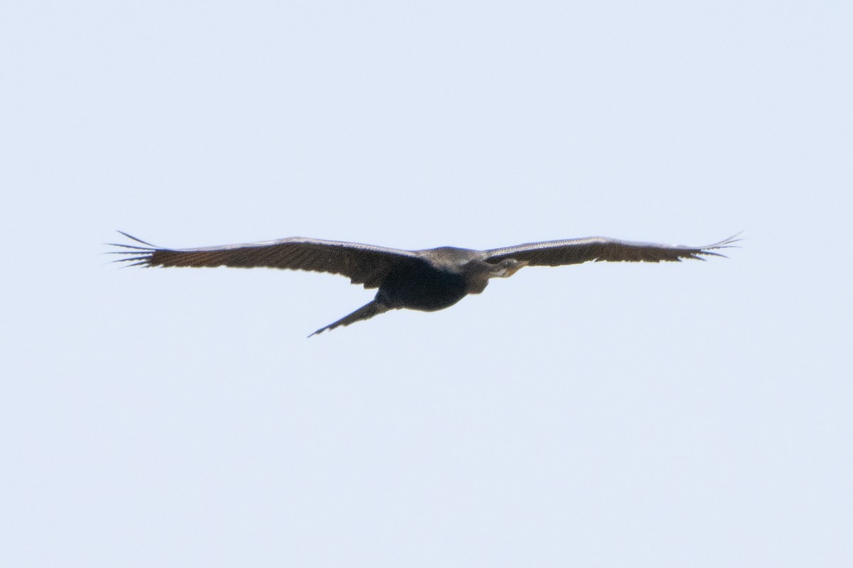 Australasian Darter - ML642193261