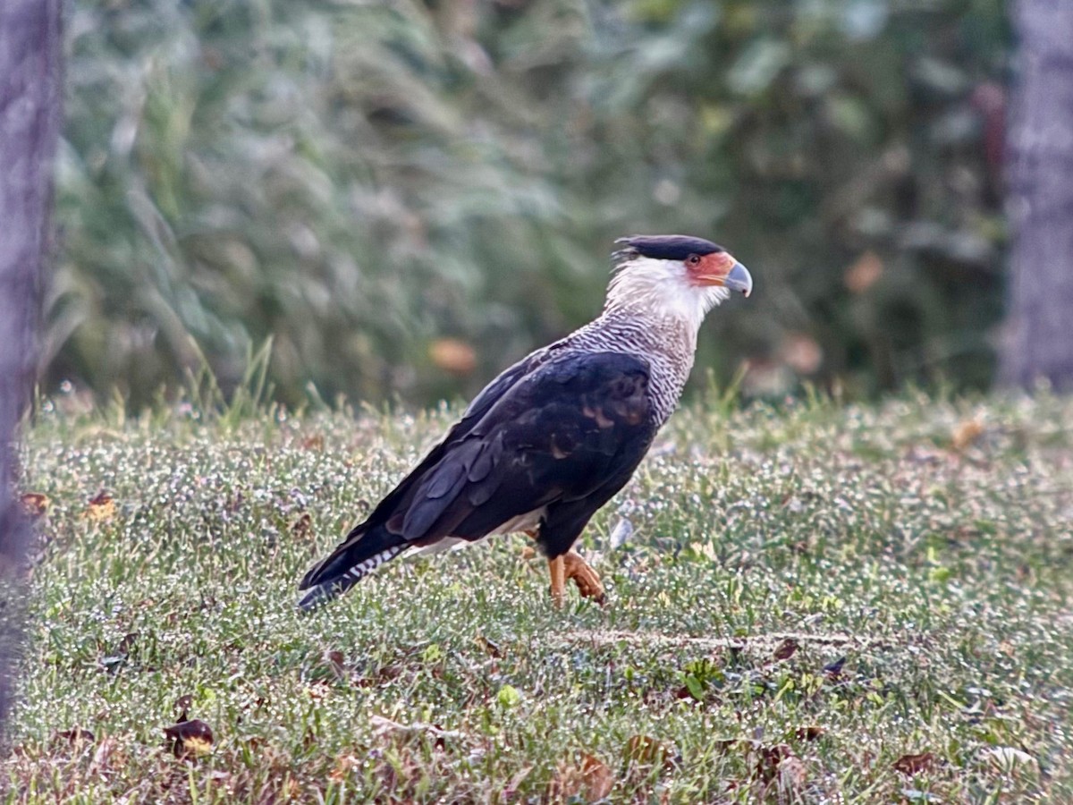 Crested Caracara - ML642193287
