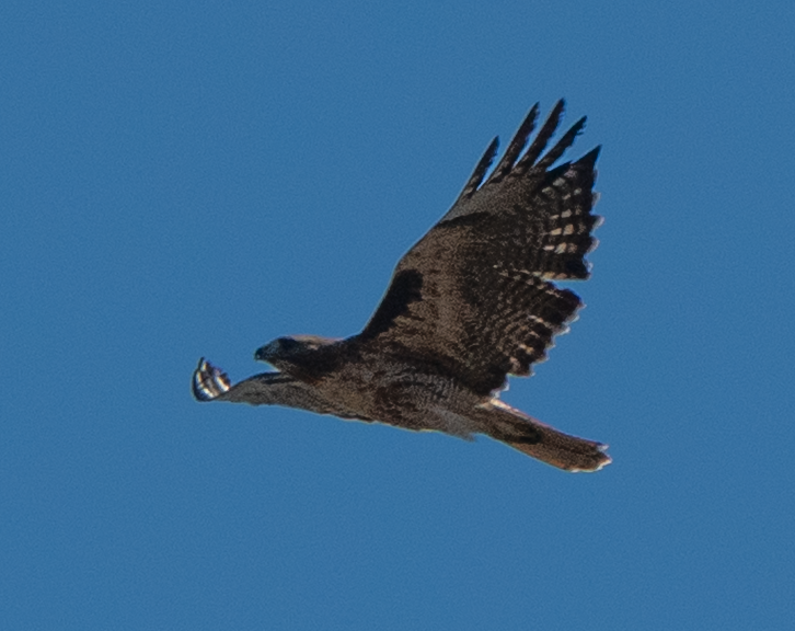 Rotschwanzbussard - ML642193295