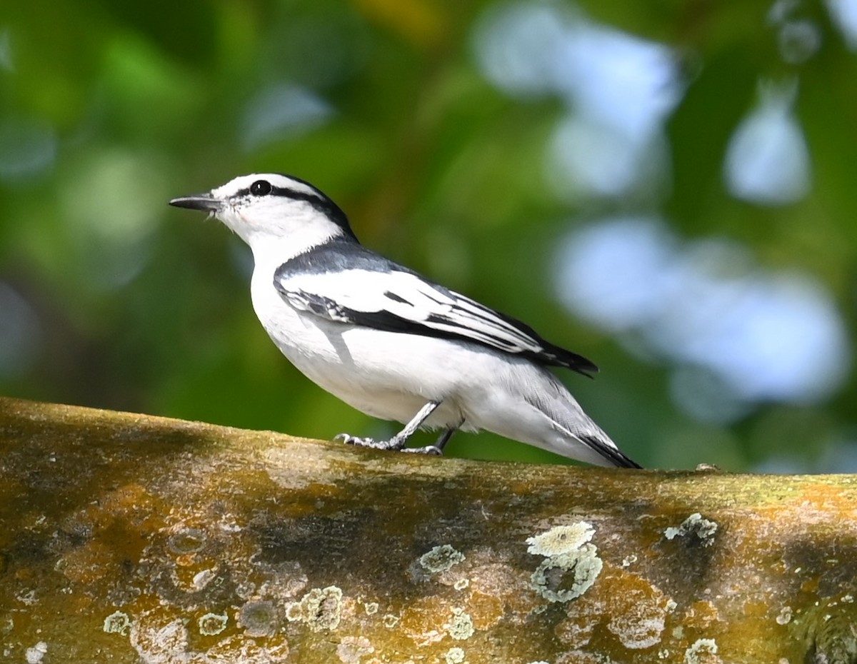 Pied Triller - ML642193319