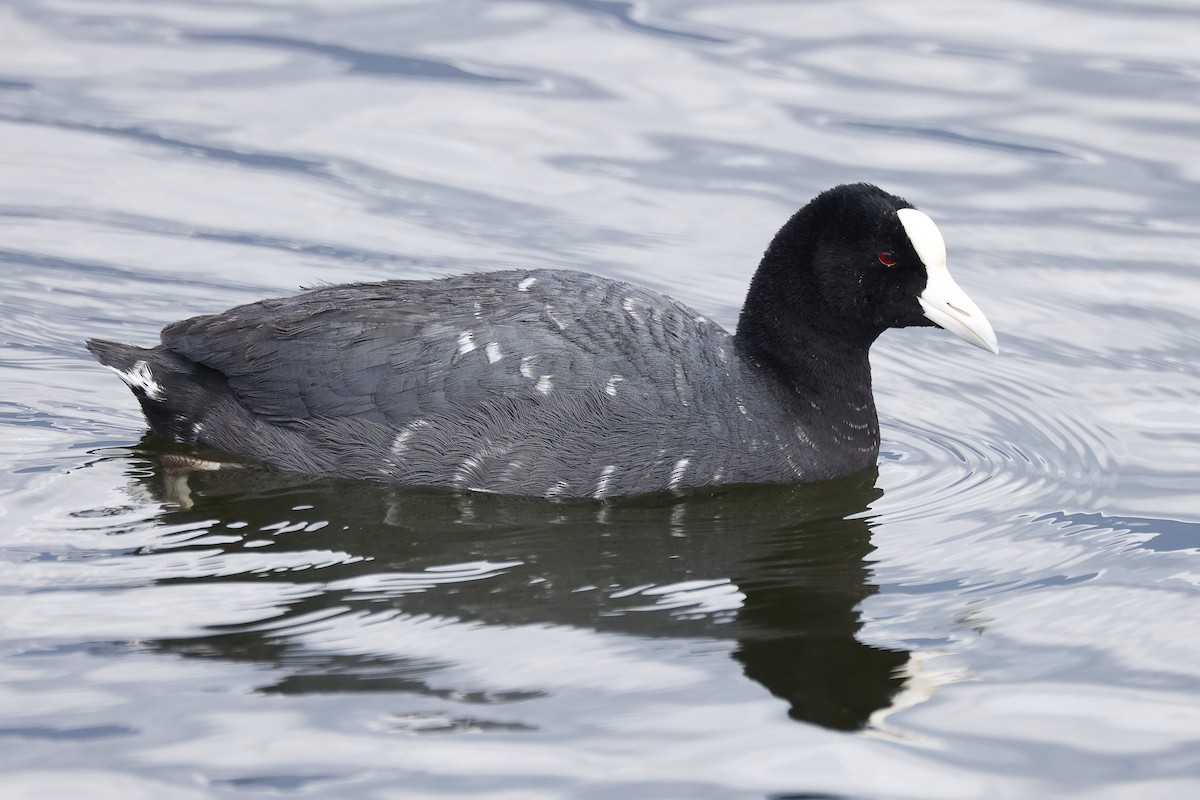Slate-colored Coot - ML642193320