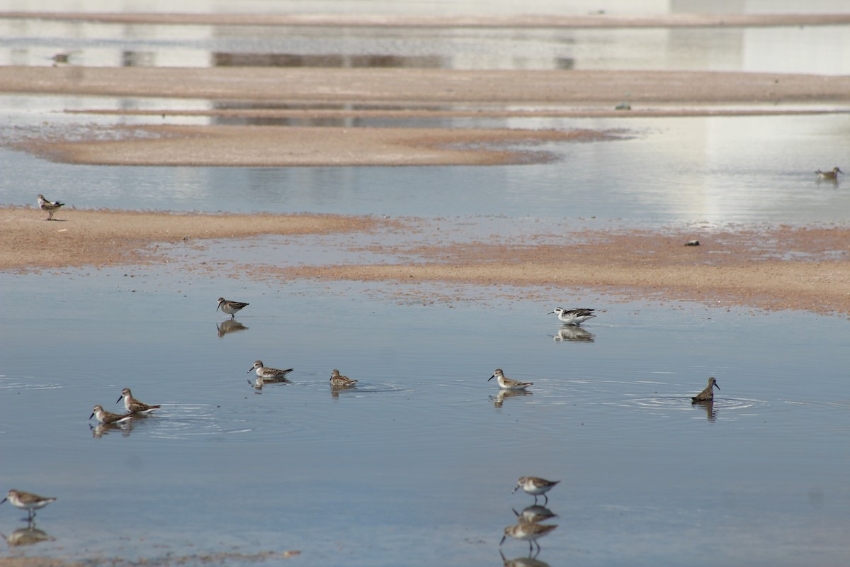 Red-necked Phalarope - ML642193330