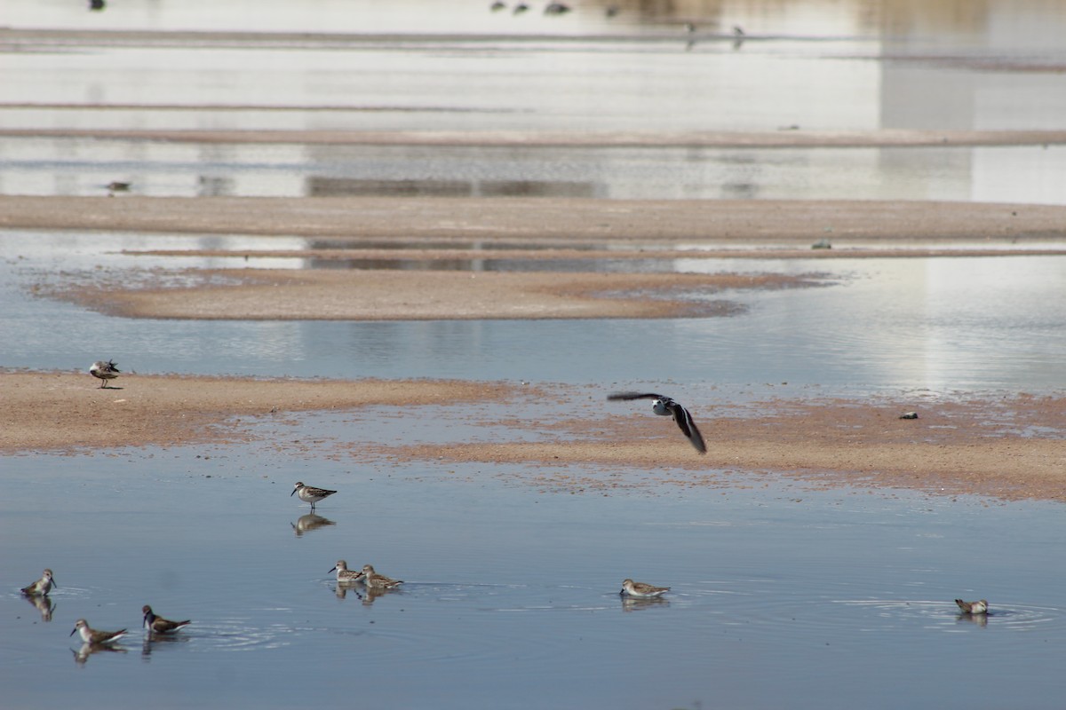 Red-necked Phalarope - ML642193331