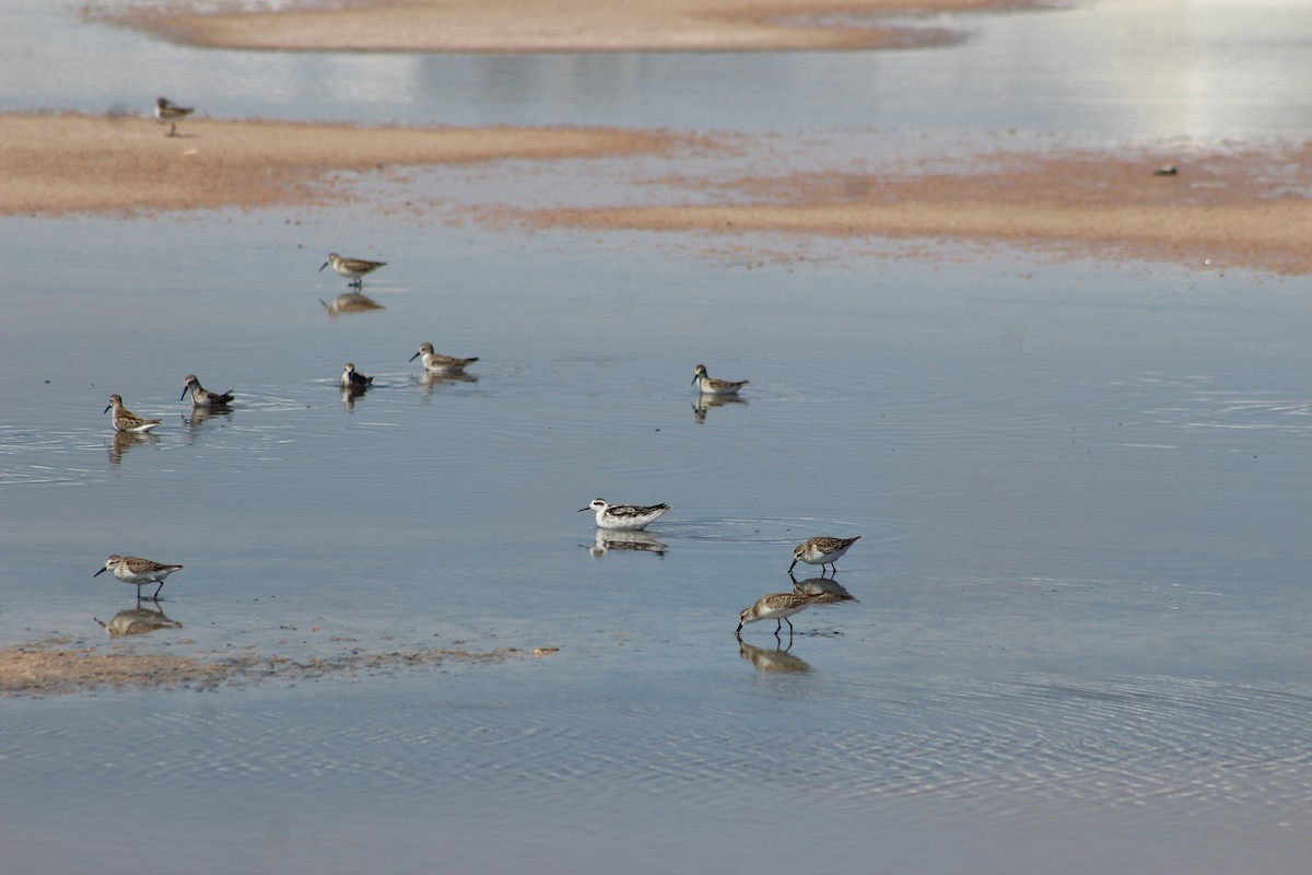 Red-necked Phalarope - ML642193332