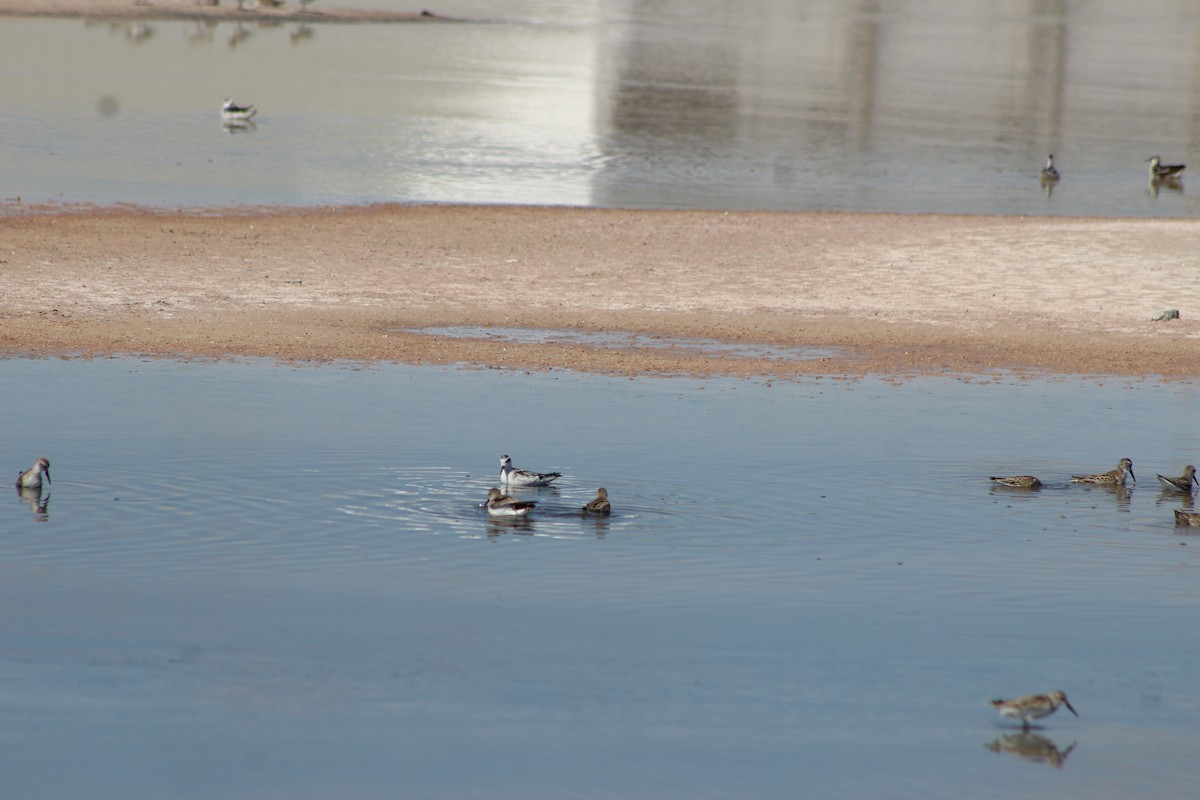 Red-necked Phalarope - ML642193333