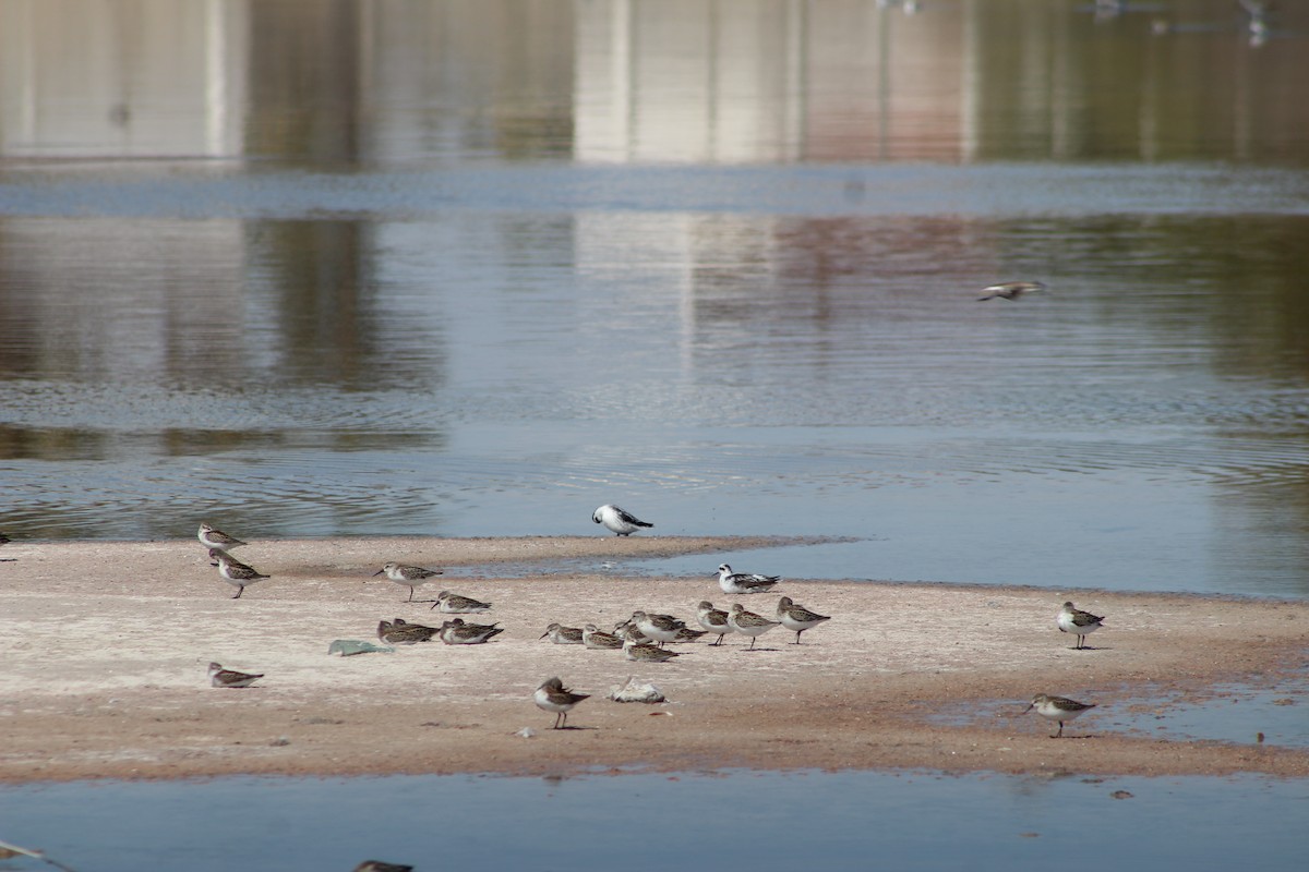 Red-necked Phalarope - ML642193334