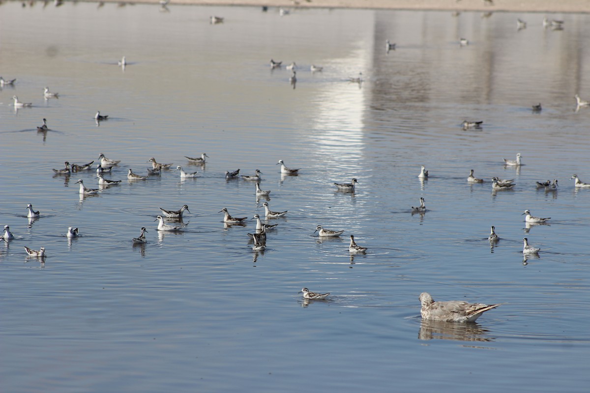 Red-necked Phalarope - ML642193335