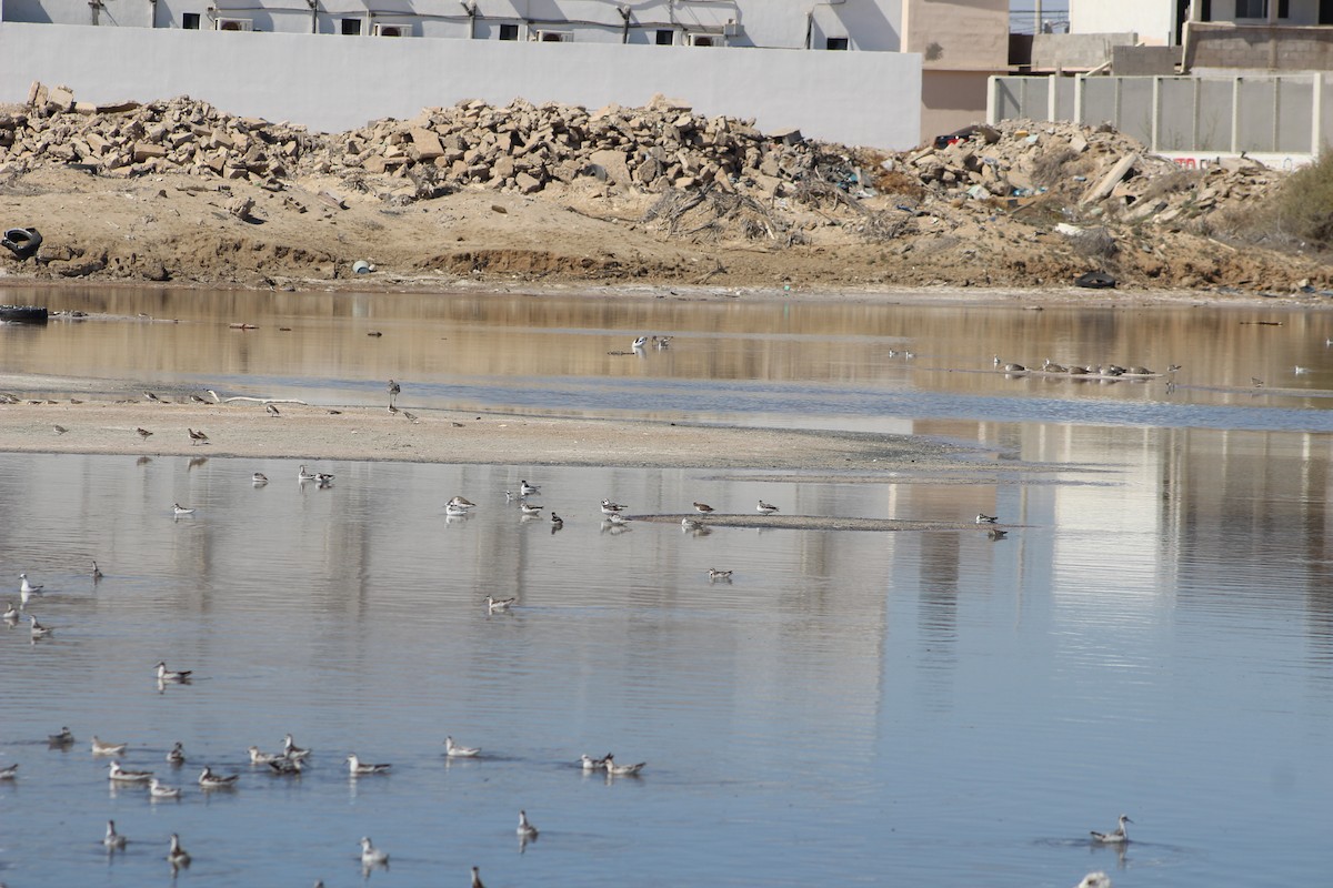 Red-necked Phalarope - ML642193336