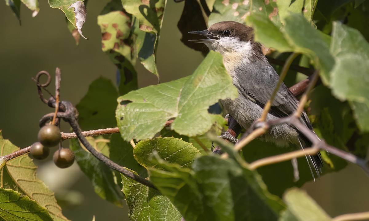 Brown-headed Nuthatch - ML642193337