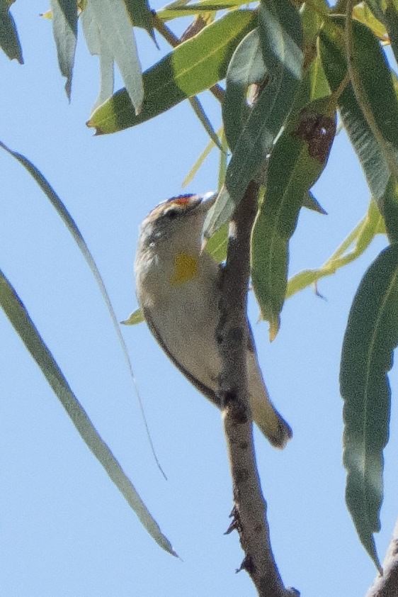 Red-browed Pardalote - ML642193340
