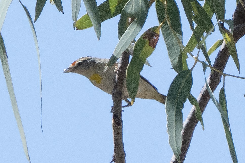 Red-browed Pardalote - ML642193341