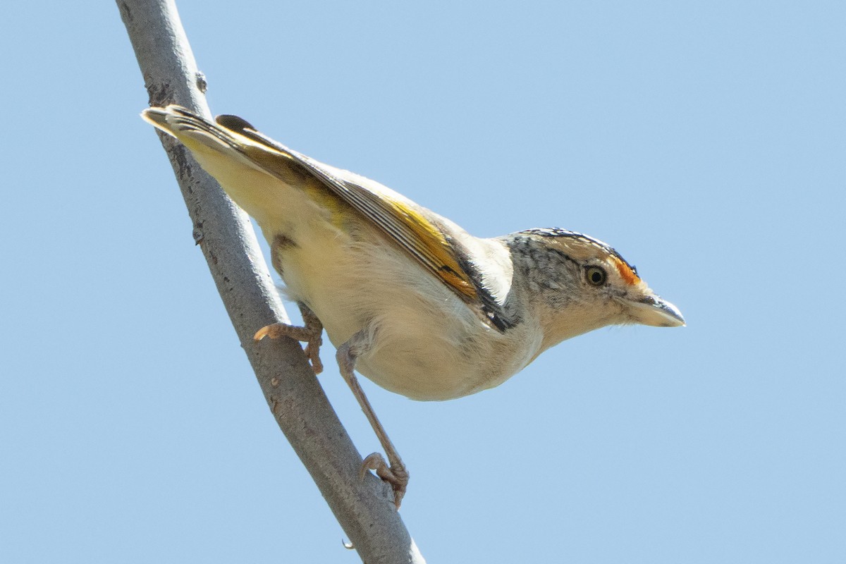 Red-browed Pardalote - ML642193342