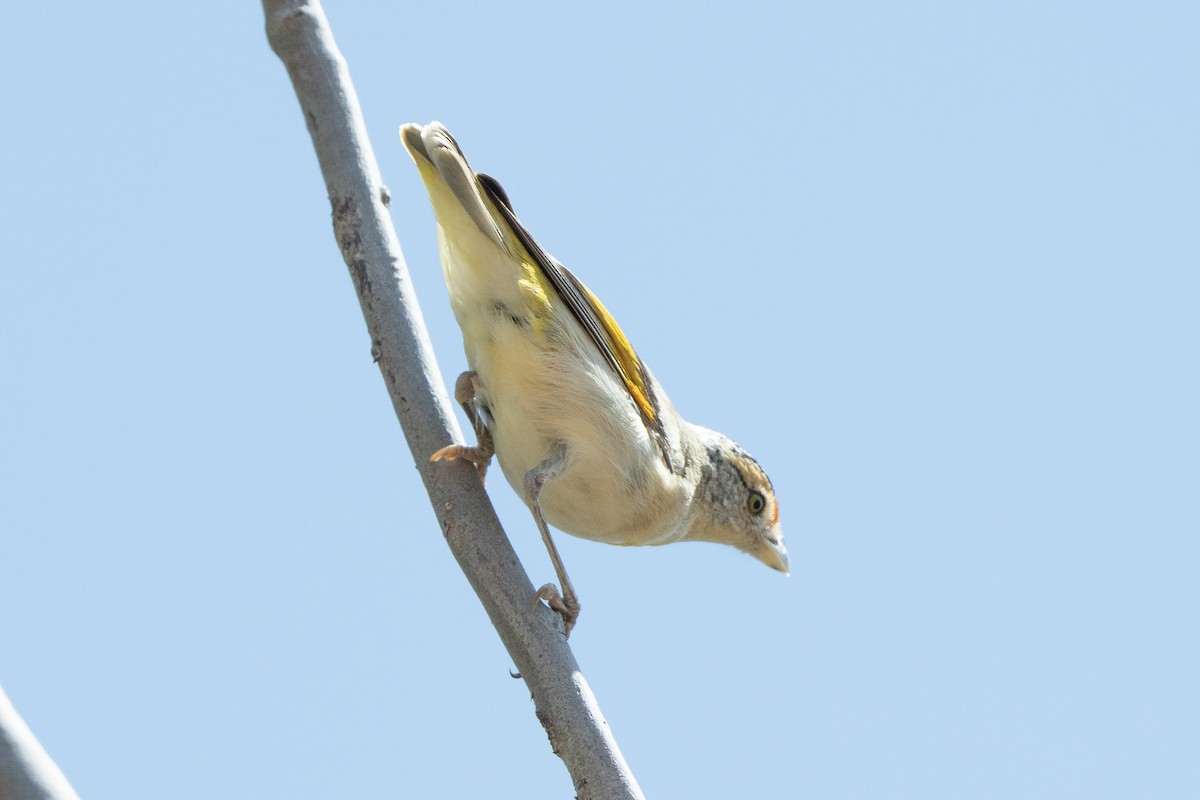 Red-browed Pardalote - ML642193344