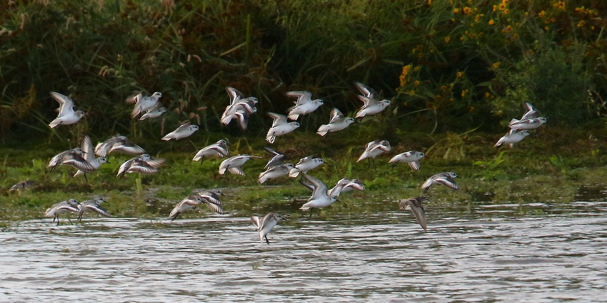 Sanderling - ML642193347