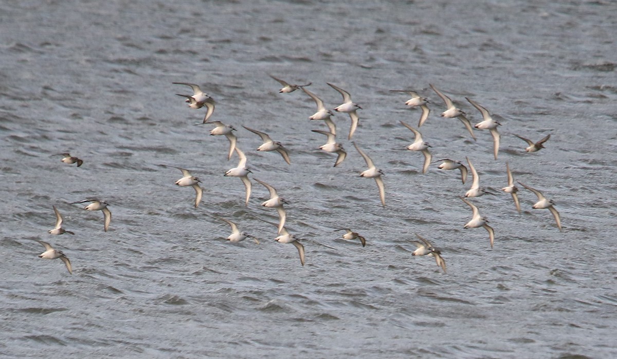 Sanderling - ML642193348