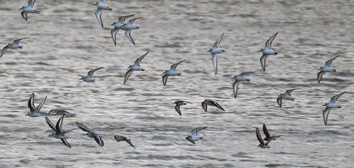 Sanderling - ML642193349
