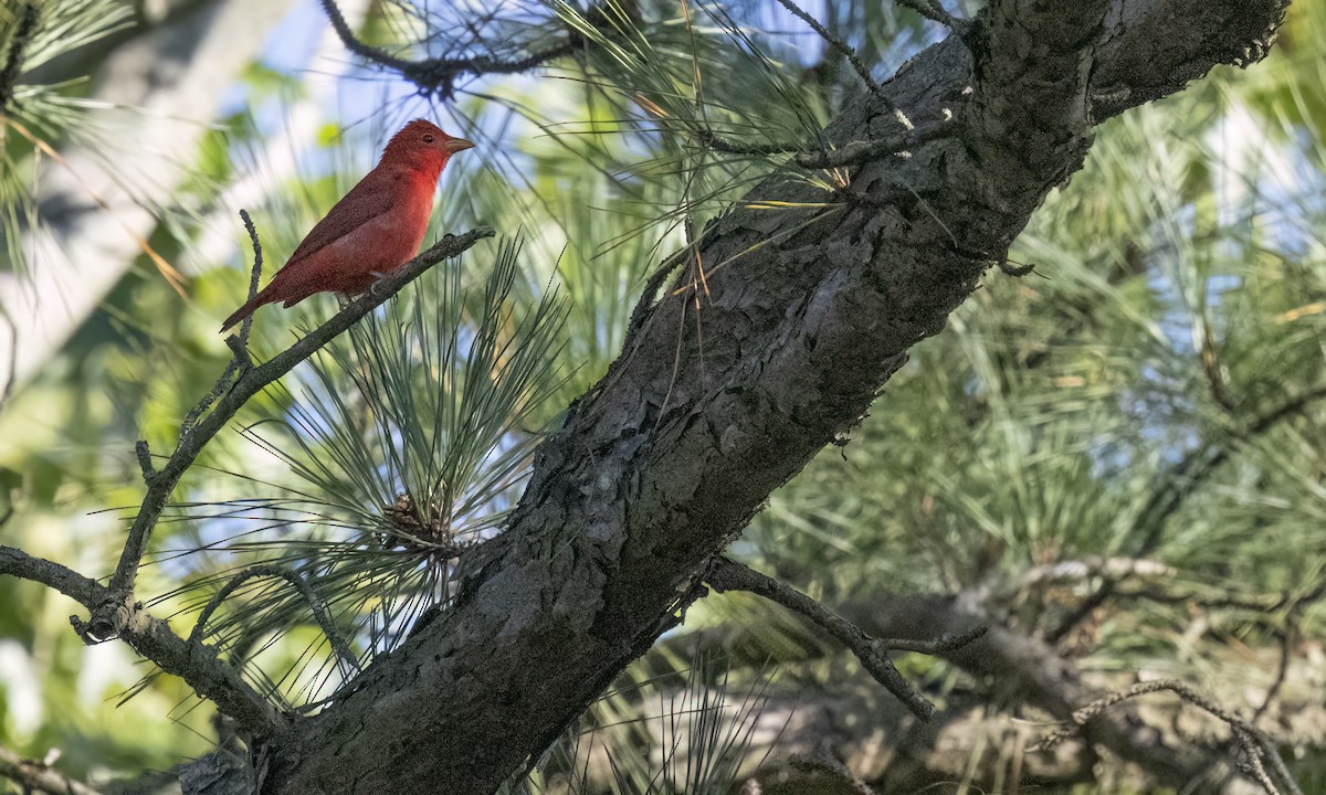 Summer Tanager - ML642193351