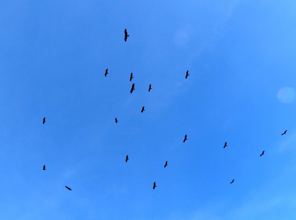Turkey Vulture - ML642193366