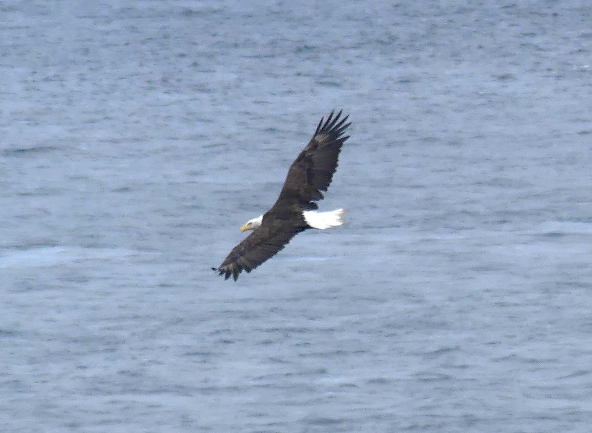 Bald Eagle - ML642193389