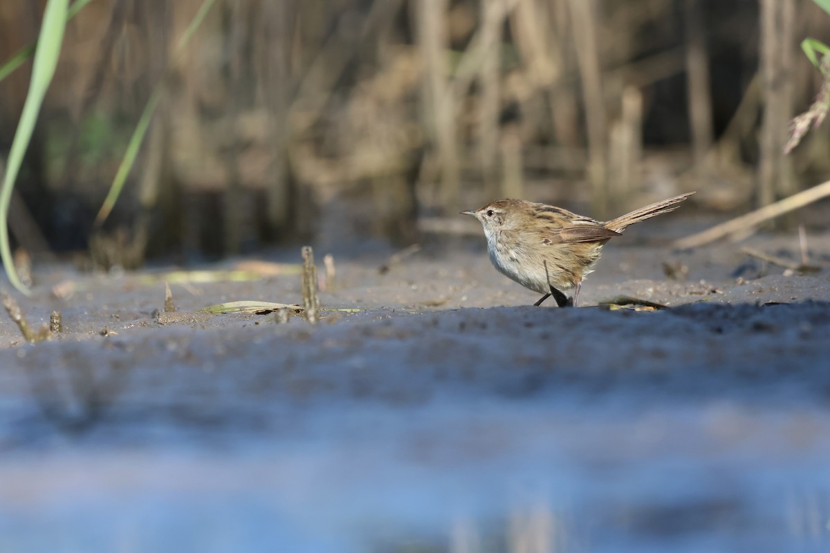 Little Grassbird - ML642193391