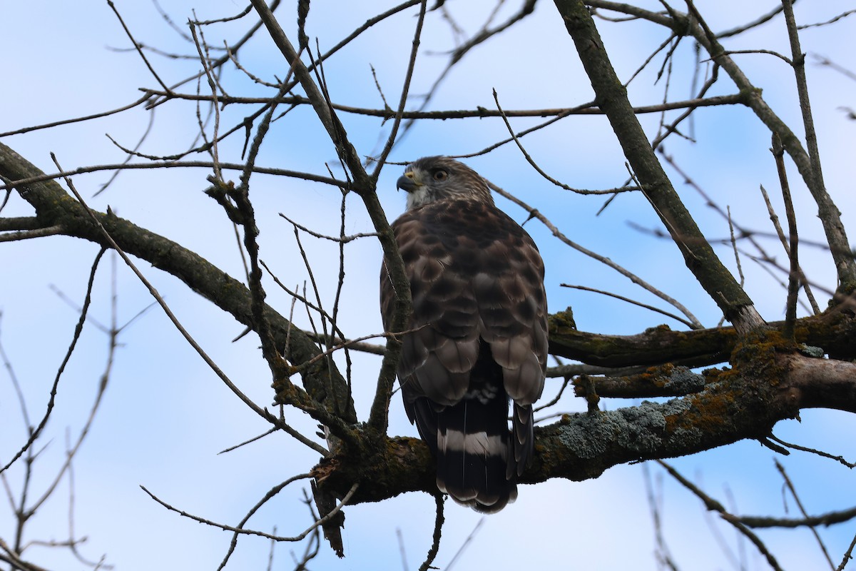 Broad-winged Hawk - ML642193399
