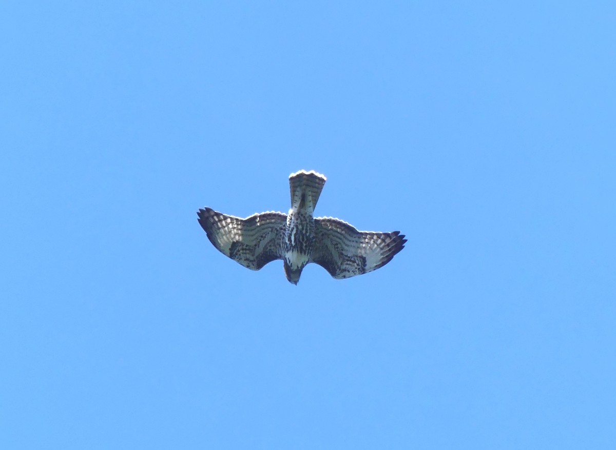 Buteo sp. - ML642193401