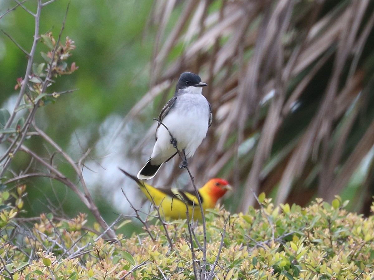 Eastern Kingbird - ML642193425
