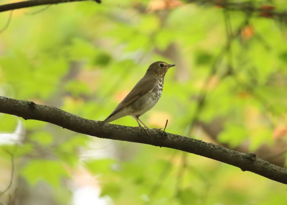 drozd západní - ML642193428