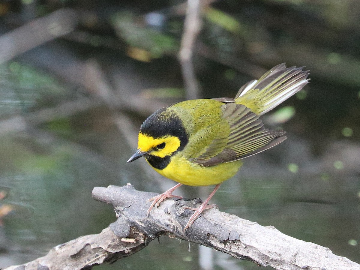 Hooded Warbler - ML642193429