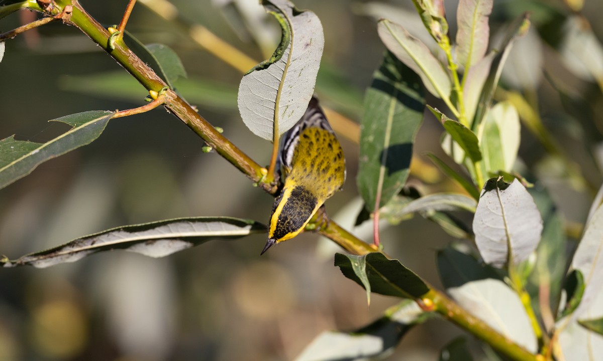 Townsend's Warbler - ML642193450