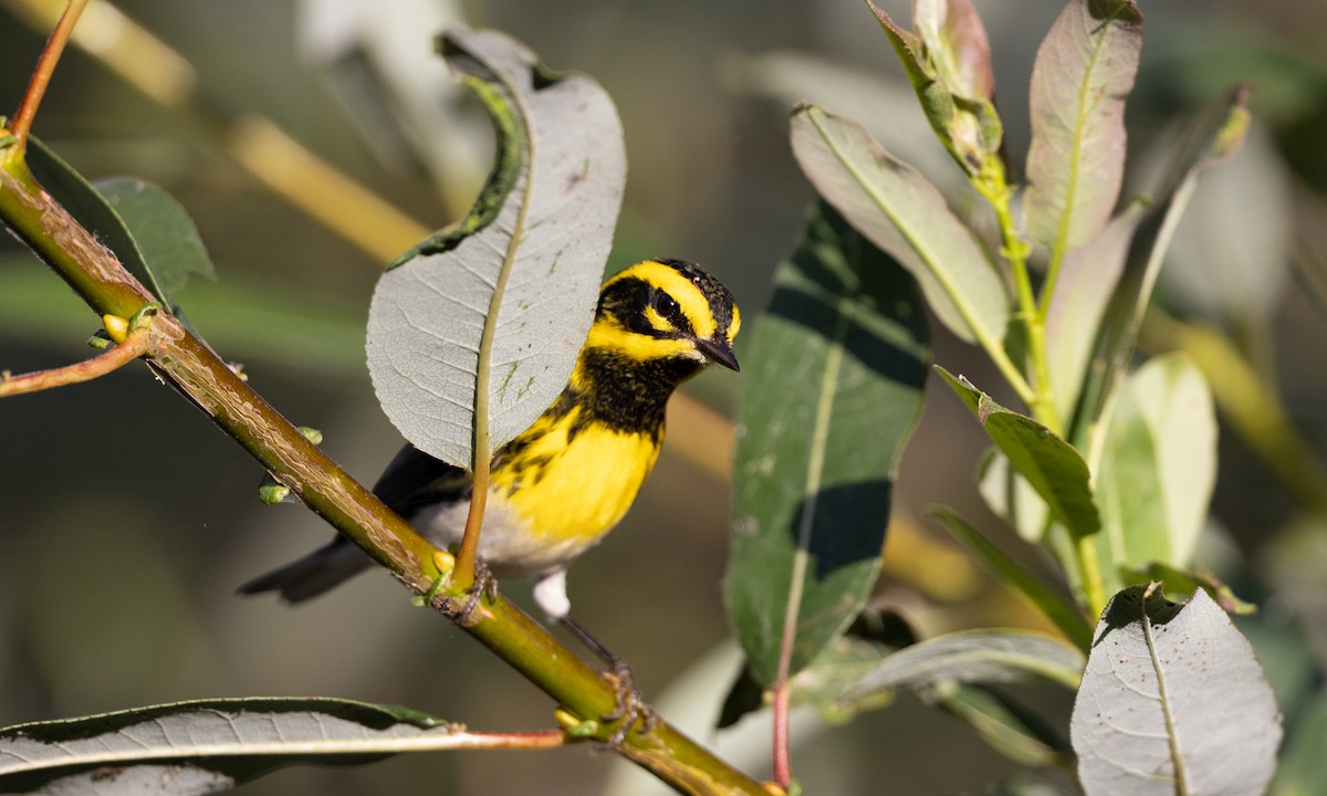 Townsend's Warbler - ML642193451