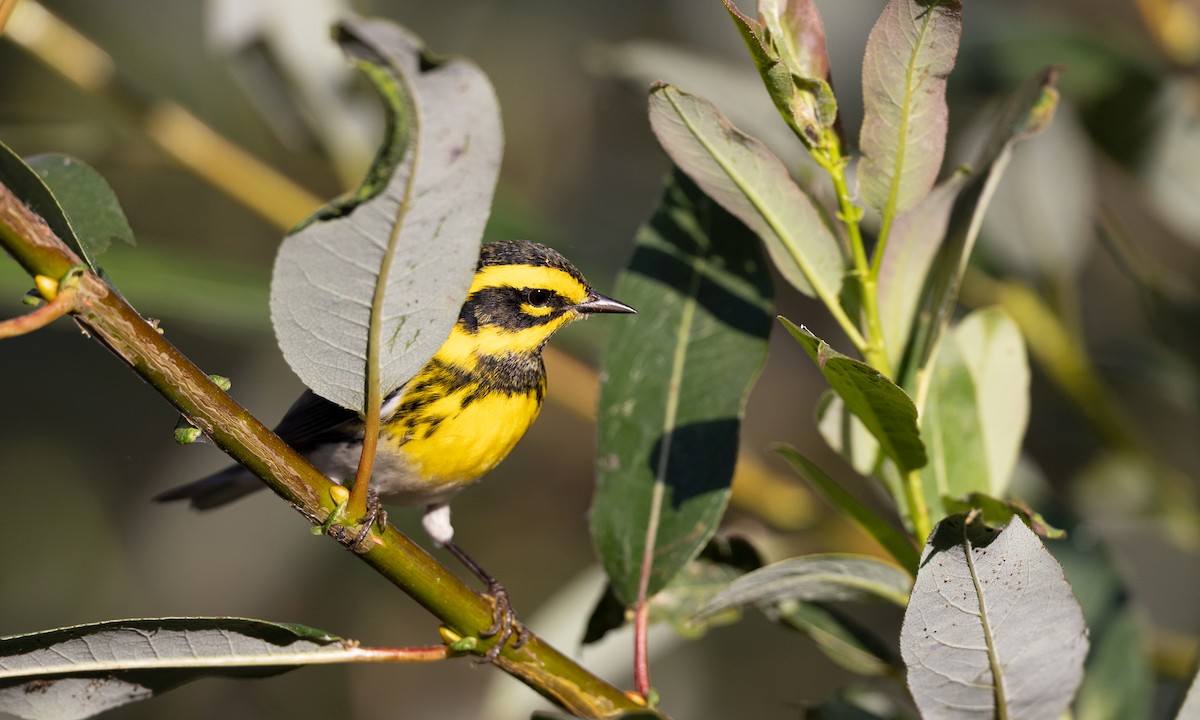 Townsend's Warbler - ML642193452