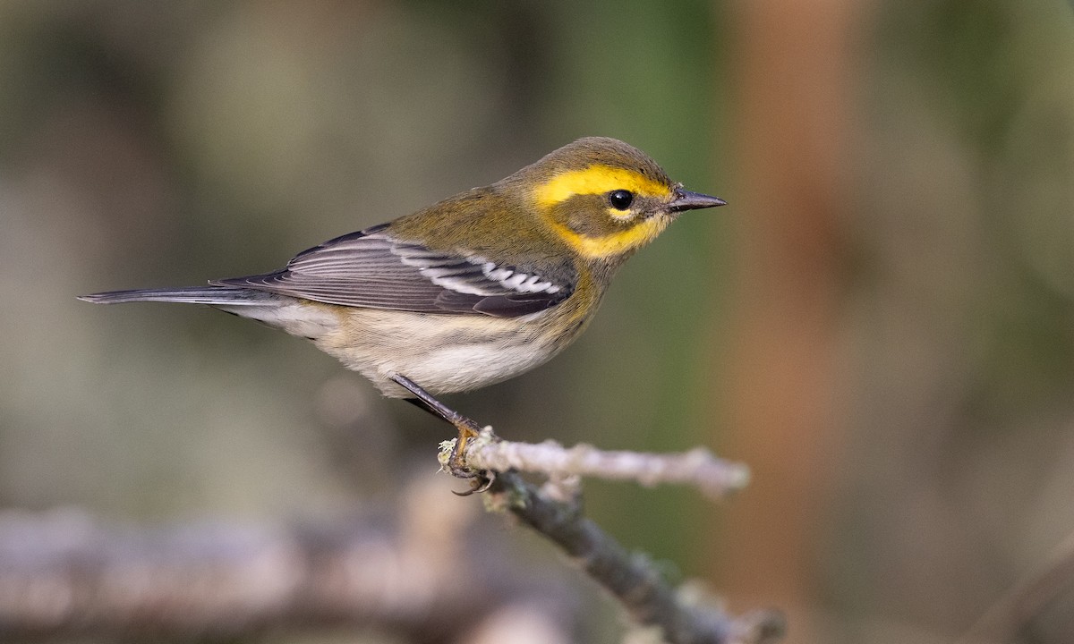 Townsend's Warbler - ML642193453