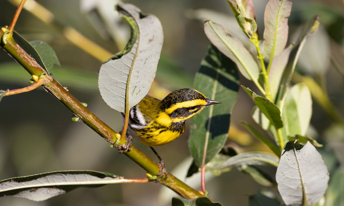 Townsend's Warbler - ML642193454