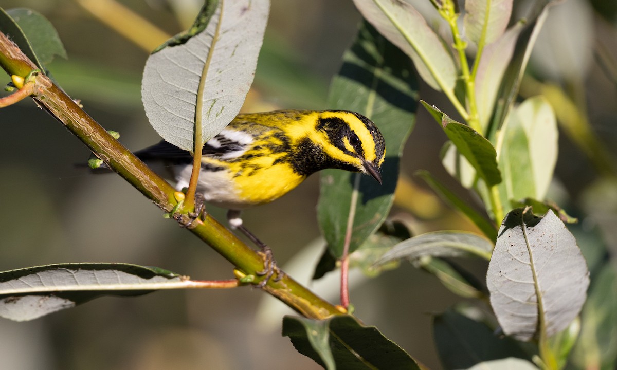 Townsend's Warbler - ML642193455