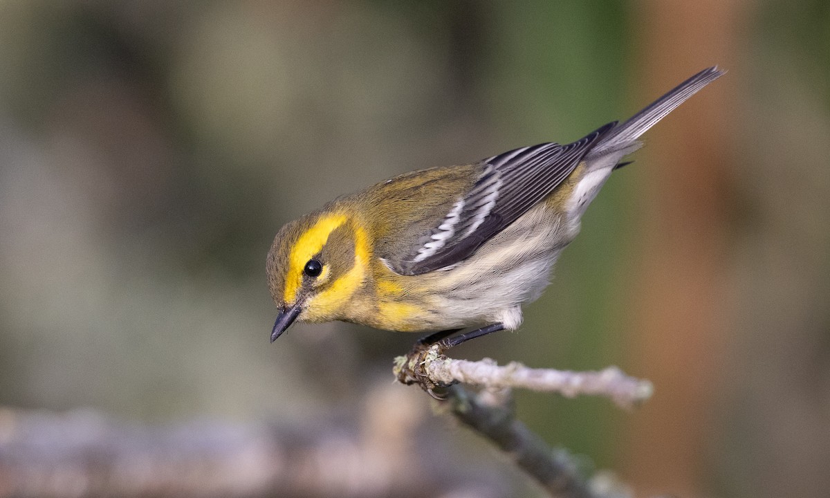 Townsend's Warbler - ML642193456