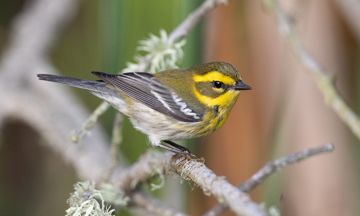 Townsend's Warbler - ML642193457