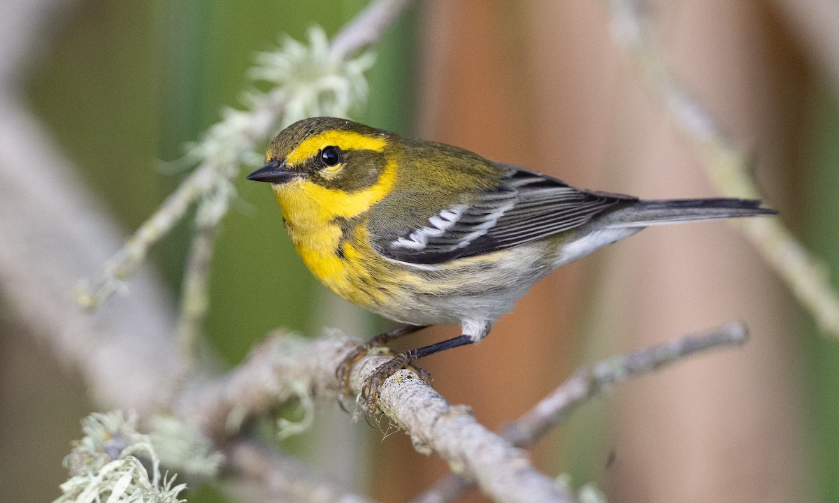 Townsend's Warbler - ML642193458