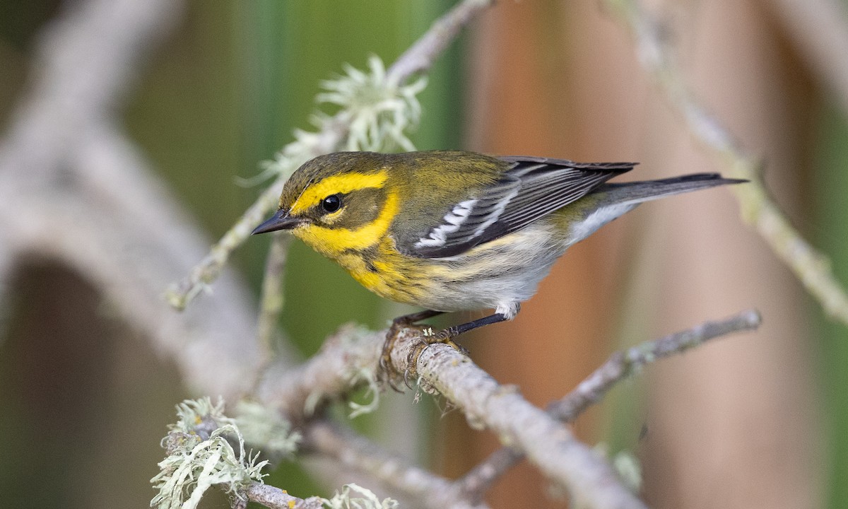 Townsend's Warbler - ML642193459