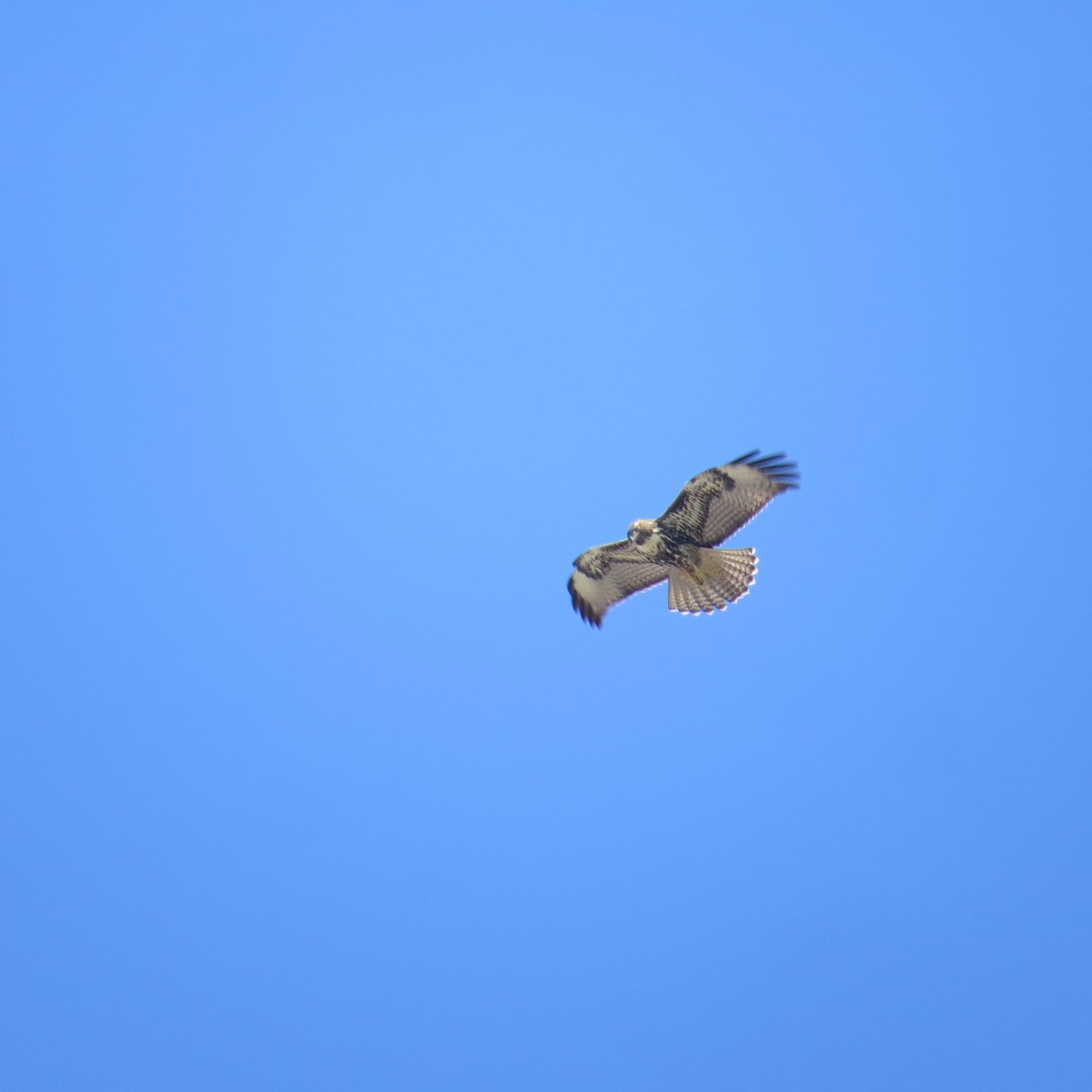 Rotschwanzbussard - ML642193483