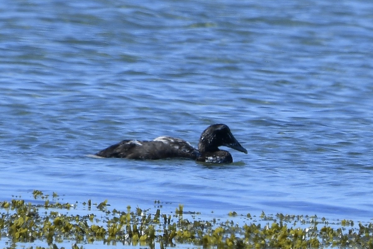 Common Eider - ML642193493