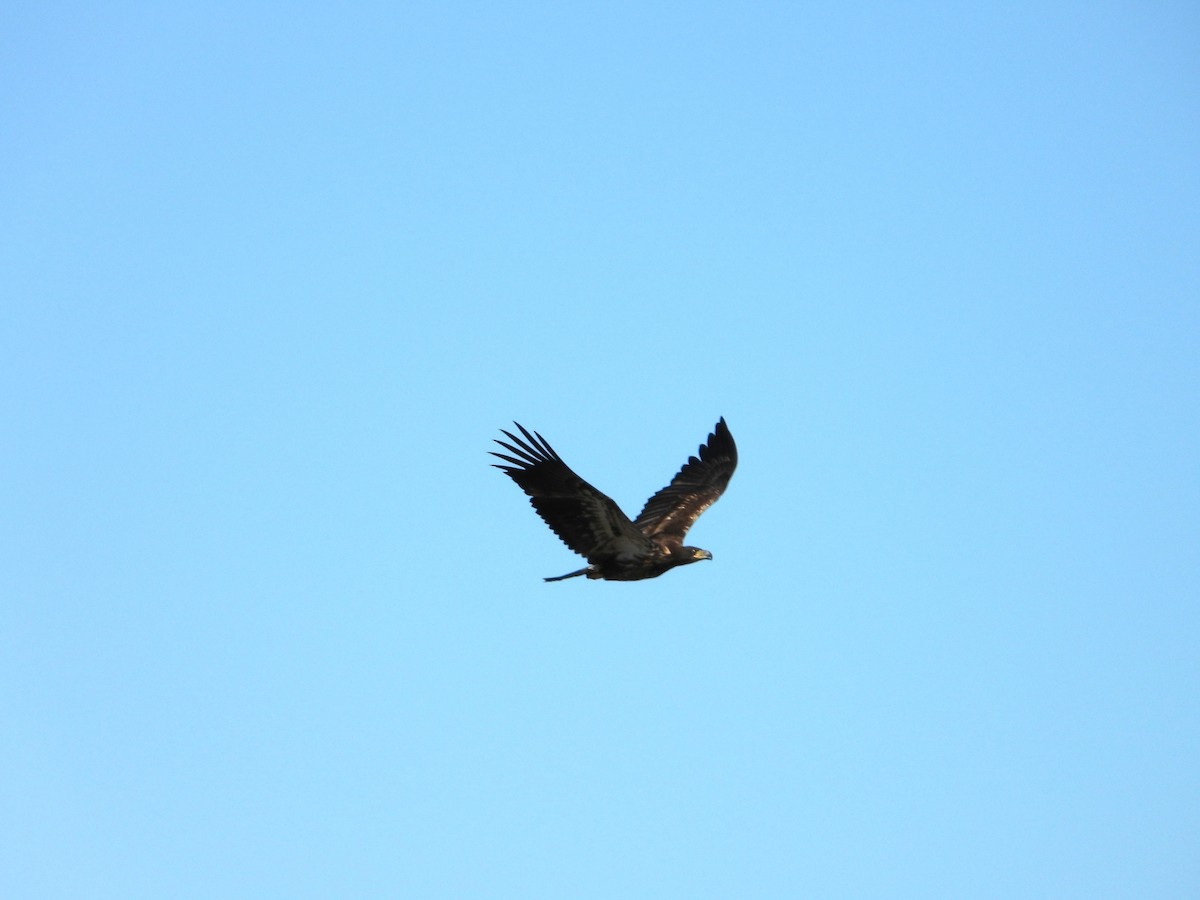 Bald Eagle - ML642193498