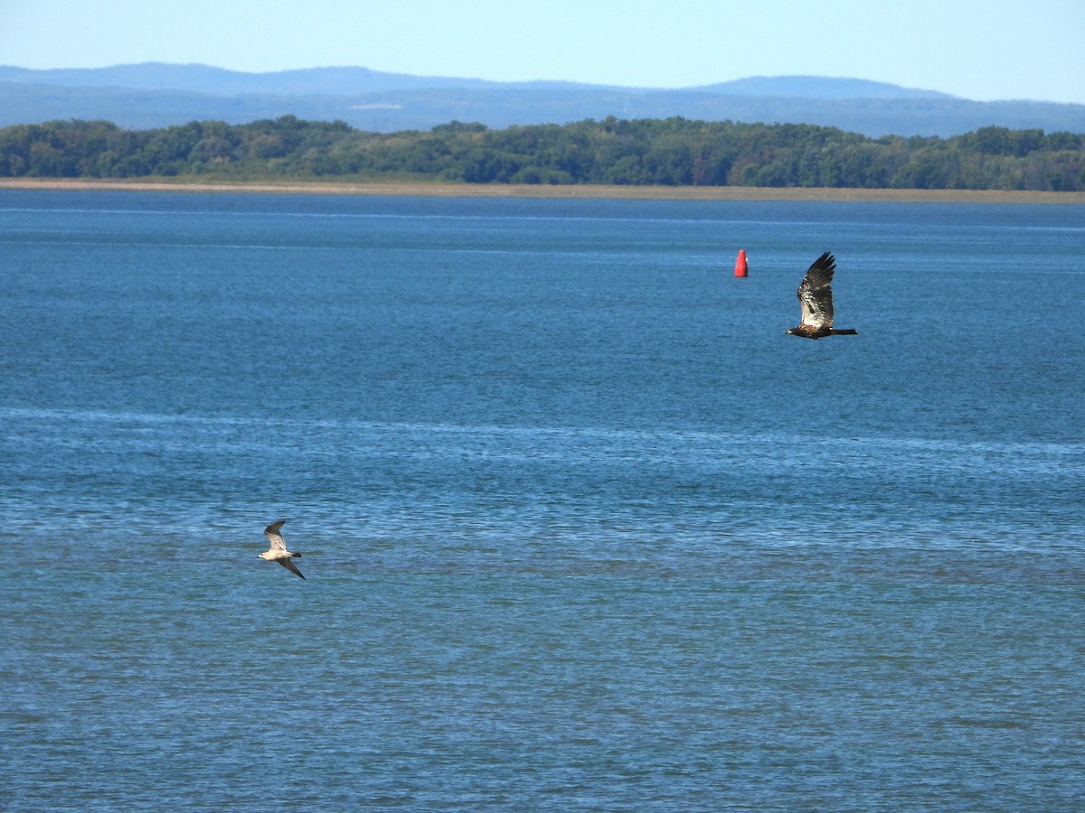Bald Eagle - ML642193499