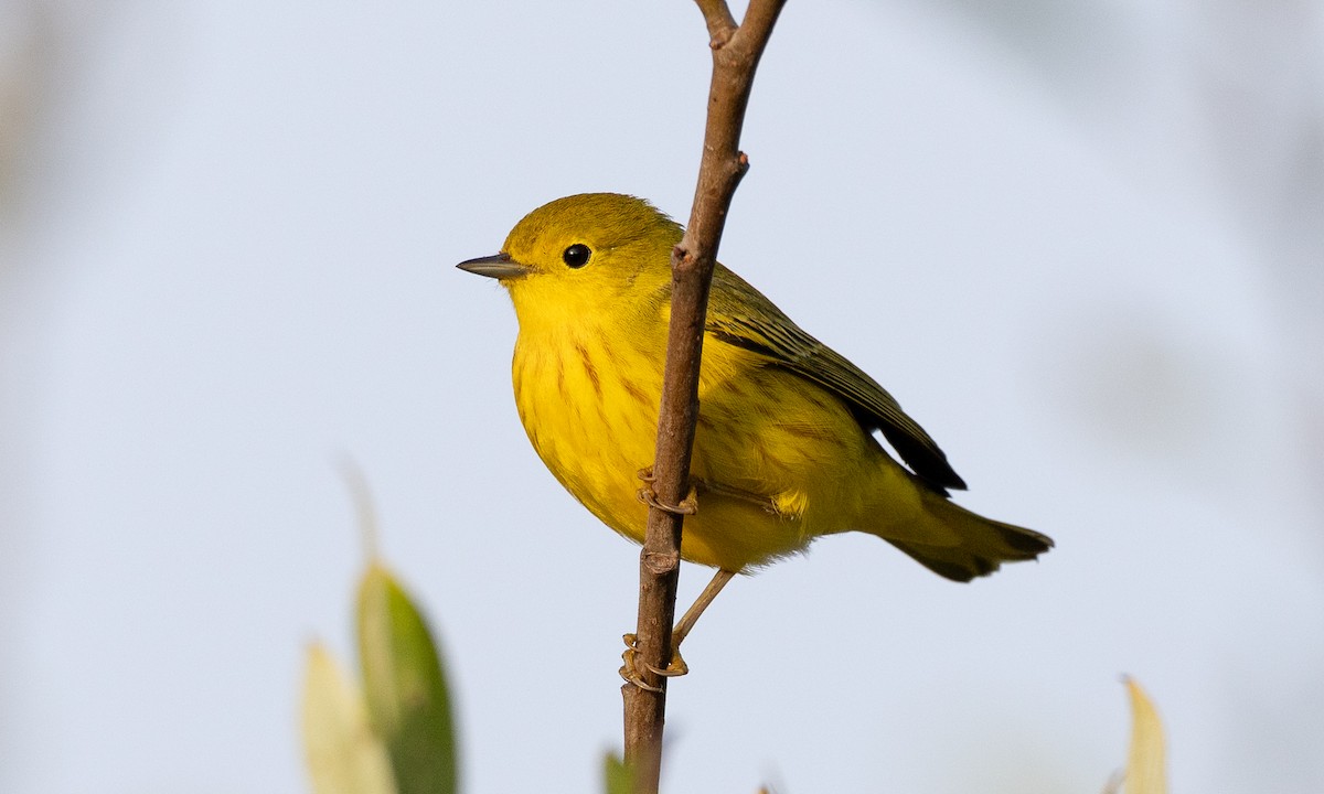 Yellow Warbler (Northern) - ML642193500