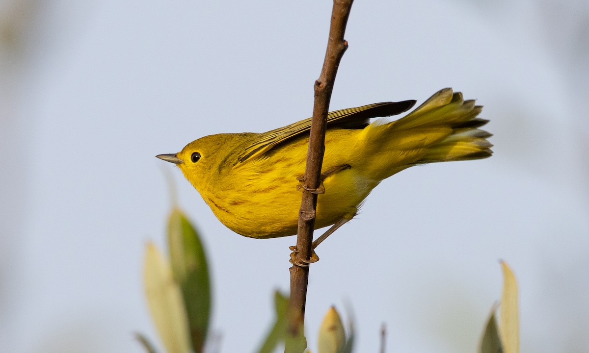 Yellow Warbler (Northern) - ML642193501